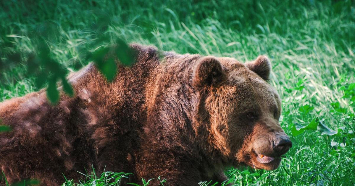 Medvědice na Slovensku napadla muže. S tržnými ranami skončil v nemocnici