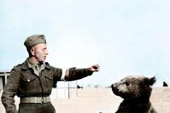 medvěd Wojtek, medvěd, válka, zvíře, Polsko