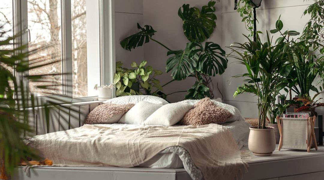 Rostliny v ložnici