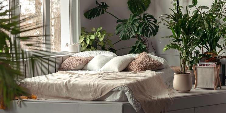 Rostliny v ložnici