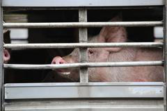 Z vepřína v Letech firmy AGPI odvážejí poslední prasata, 14.3.2018