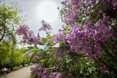 Ilustrační foto - jaro, léto, teplo, počasí, piknik, park