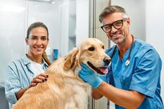 pes, veterina, pilulka, léky, zvíře