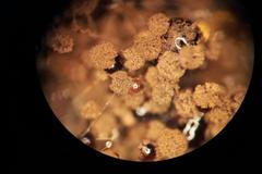 Aspergillus niger pod mikroskopem