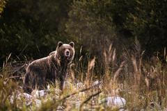 Trailer z dokumentu Medvěd