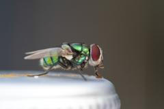 Moucha, epidemie, hmyz