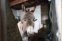 Ruské ministerstvo obrany dodává na frontu živé osly