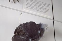 Velkotlamec Johnsonův, černý ďábel