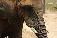 slon africký barcelona