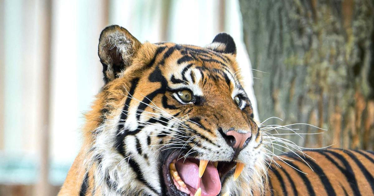 Tragédie v britské zoo. Muž zemřel poté, co vlezl do výběhu tygra