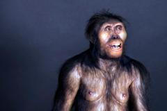 Lucy, kostra, Australopithecus, Etiopie, Národní muzeum, zapůjčení, Domácí