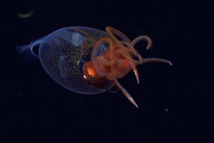 Tým vědců natočil poprvé oliheň Mesonychoteuthis hamiltoni v jejím přirozeném prostředí