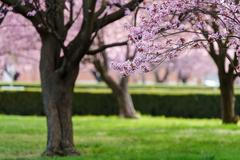 Jaro v pražské Tróji. Sakury v zámeckém parku a botanická zahrada