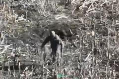 Na videu je vidět ruský voják kulhající o podomácku vyrobených berlích u Pokrovsku