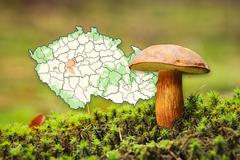 pravděpodobnost růstu hub - Ikona, poutaci foto