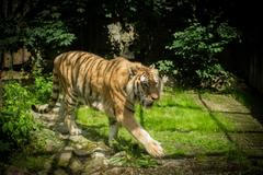 tygr, zabavený tygr