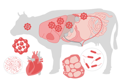 Slintavka a kulhavka - epidemie na Slovensku a v Maďarsku