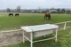 Dlouho zavřený hřebčín Napajedla a jeho poslední koně na pastvinách (2. 4. 2025)