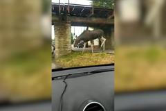 Los evropský v místní části Zlína v Lužkovicích