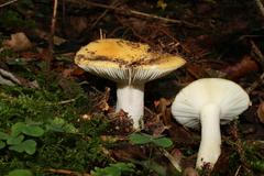 holubinka hlínožlutá