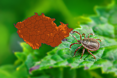 Mapa klíšťat - Ikona, poutak 13.5.2025