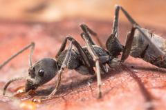 Petr Klimeš, V lesech jižní Moravy je víc housenek než v tropech. Čeští vědci srovnávali počet hmyzu napříč třemi kontinenty