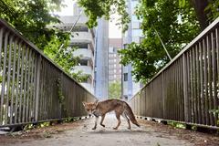 Městský průzkumník