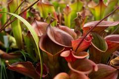 Masožravky v botanické zahradě v Troji