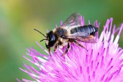 Megachile sculpturalis, Včela čalounicovitá