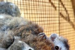 Lemur korunkatý, Zoo plzeň, lemur, dvojčata, mládě