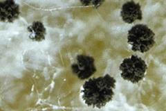 nová houba Aspergillus hubkae