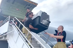 Hasiči, Texas, záchranáři, pes, Czert