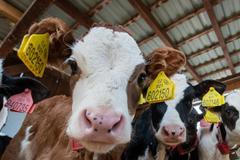 Statek Patákovi kráva