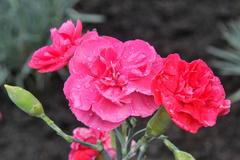 karafiát Přemysl Otakar II., Klatovy, květina, karafiát