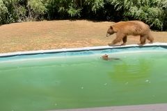 Medvědice učí mládě plavat v bazénu