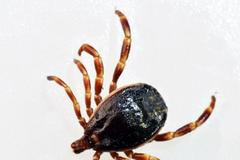 Doktore, poraďte! - klíšťata