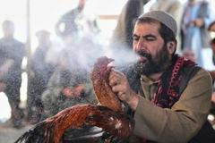 Afghanistán kohoutí zápasy