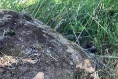 Houba Květnatec Archerův