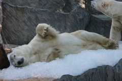 Zoo Praha připravila některým ledním mědvědům led k ochlazení, nabízí zlevněné vstupné