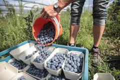 Sklizeň borůvkového sadu Nebílovy - Plzeňsko - Lukrena a.s.