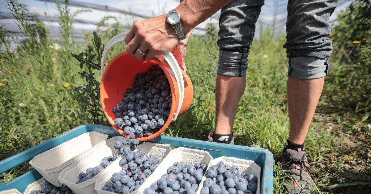 Víte, co obnáší jednotná zemědělská politika? Jaký dopad má na tuzemské zemědělce?