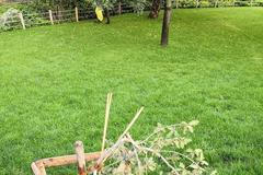 dub, Čelakovského sady, Praha 1, vandal