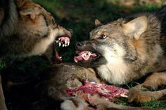 Je jen naše vina, že vlci chodí na ovce jako do sámošky, potřebujeme je, říká Askani