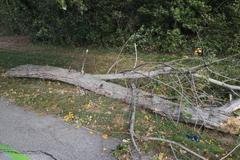 Strom spadlý na Slovensku kvůli větru.