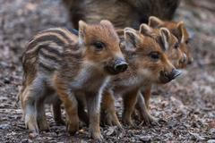 divočák, mláďata, mládě