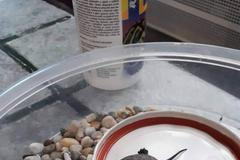 želva bahenní, ochránci přírody