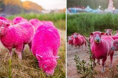 Britský festival Latitude kvůli propagaci obarvili narůžovo ovce