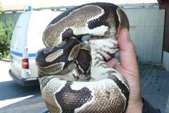 Krajta, Brno, odchyt, městská policie