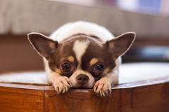 Čivava, ilustrační foto