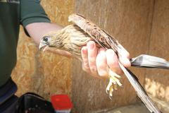 záchranná stanice, zvířata, divoká zvířata, Praha, ptáci, poštolka